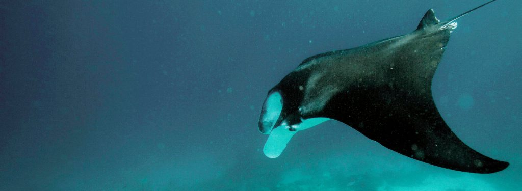 Manta ray swimming
