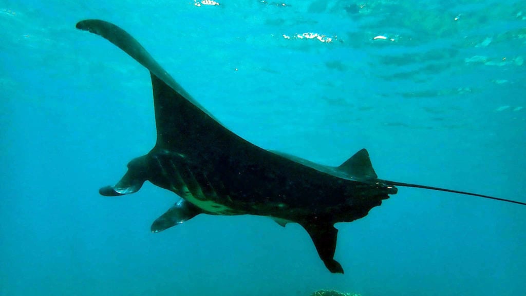 manta ray at frankland islands