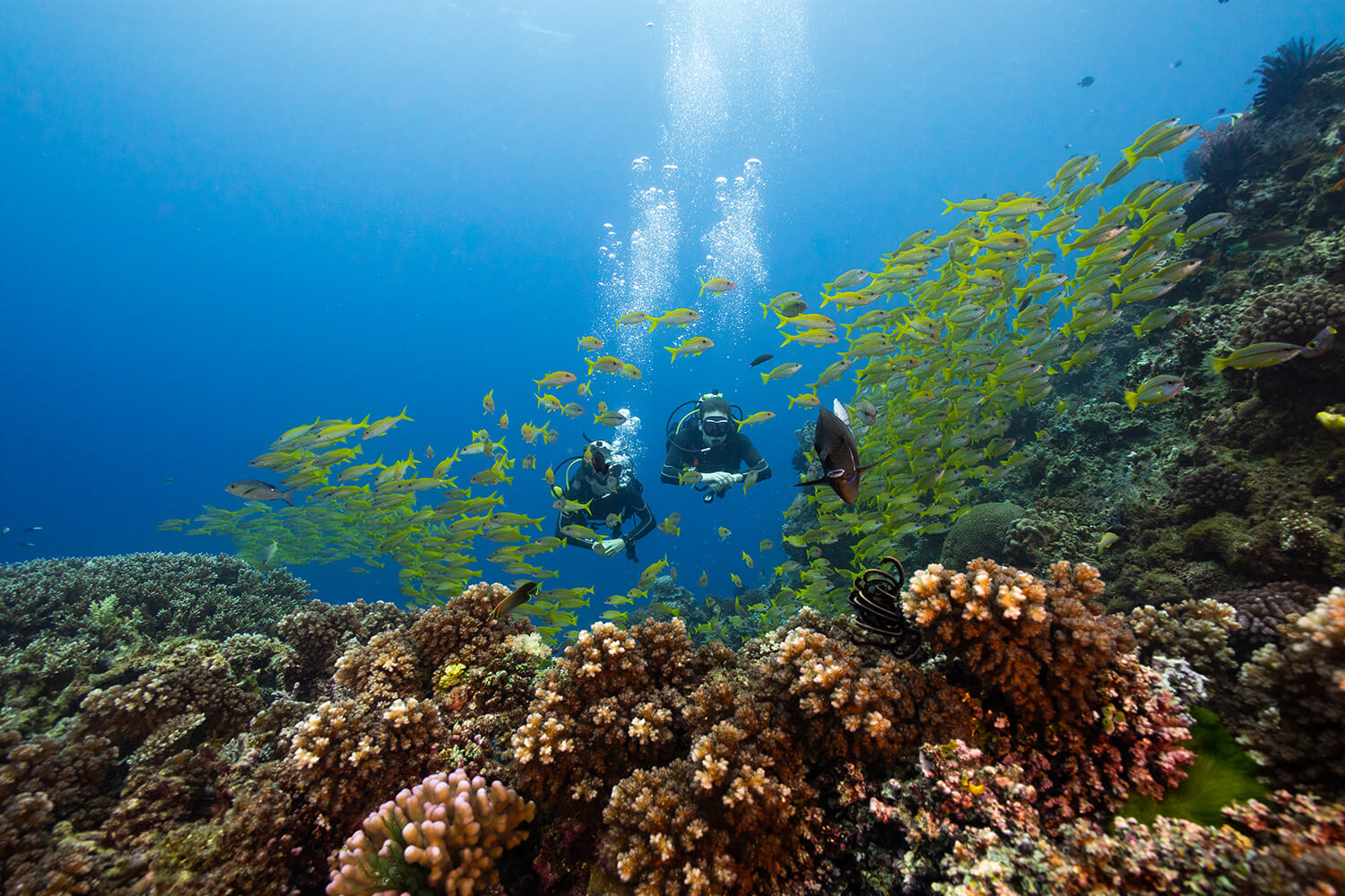 School of fish and divers on Mike Ball Dive Expeditions