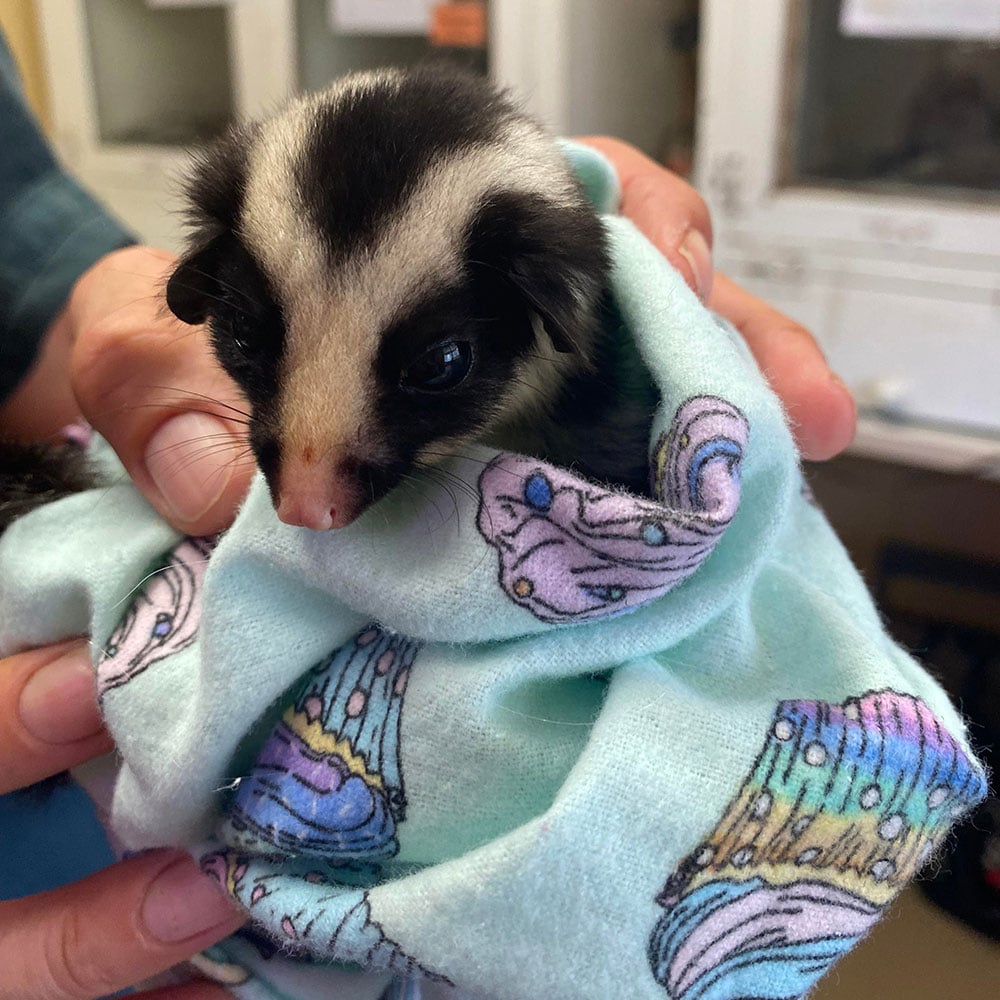 orphaned striped possum wildlife habitat