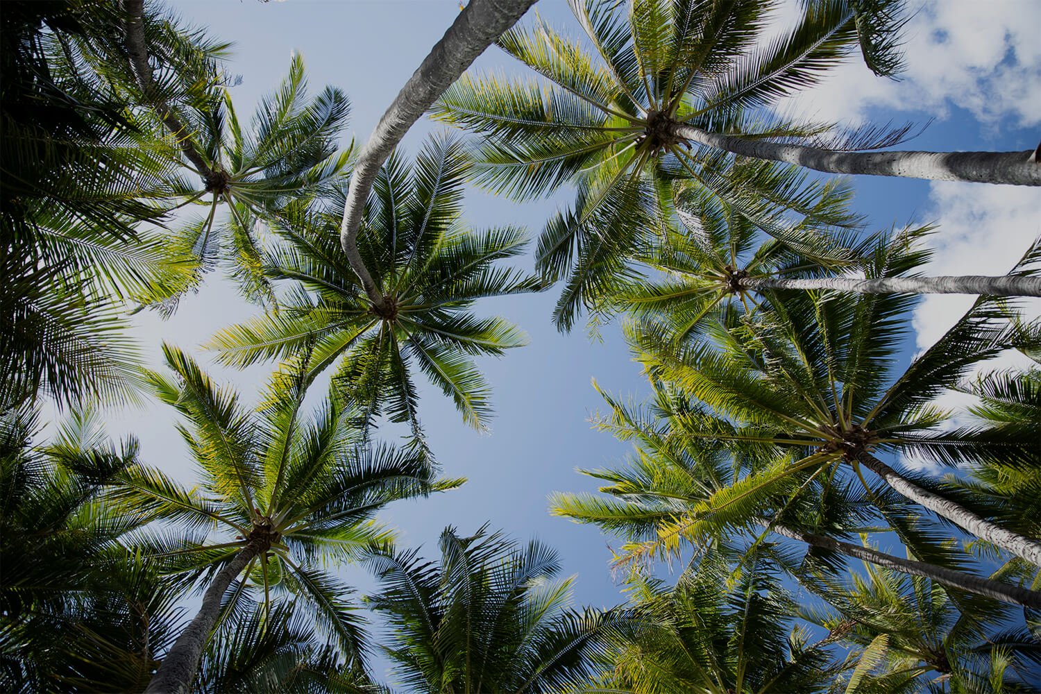 palm cove