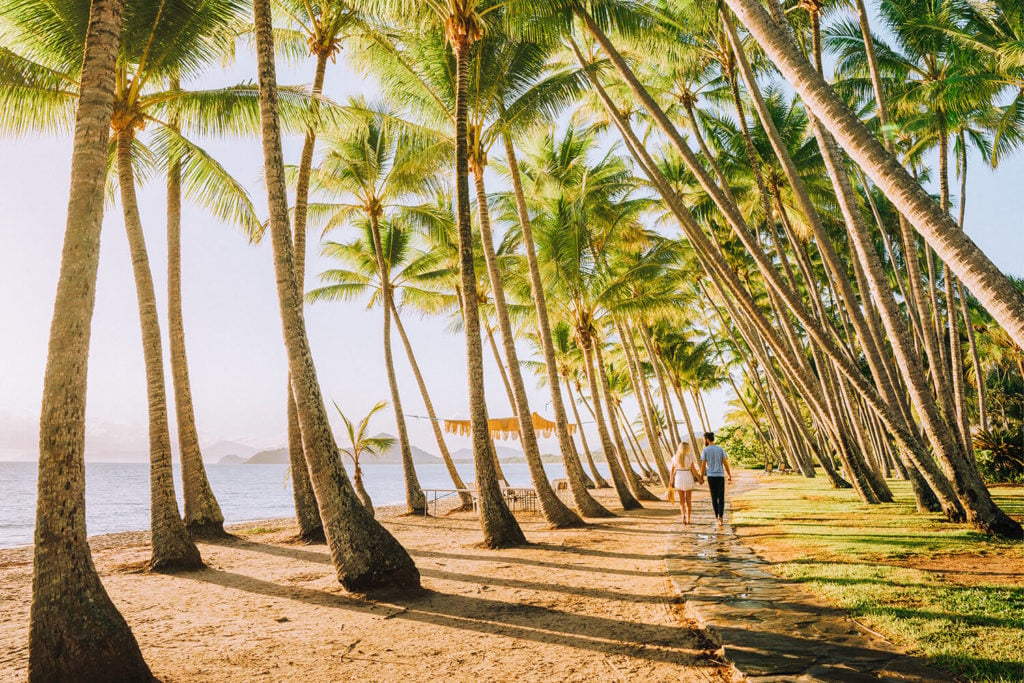 Palm Cove trees