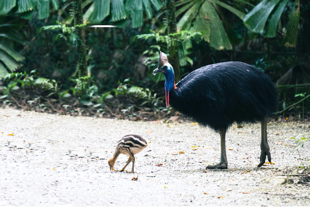 rainforest cassowary and chick