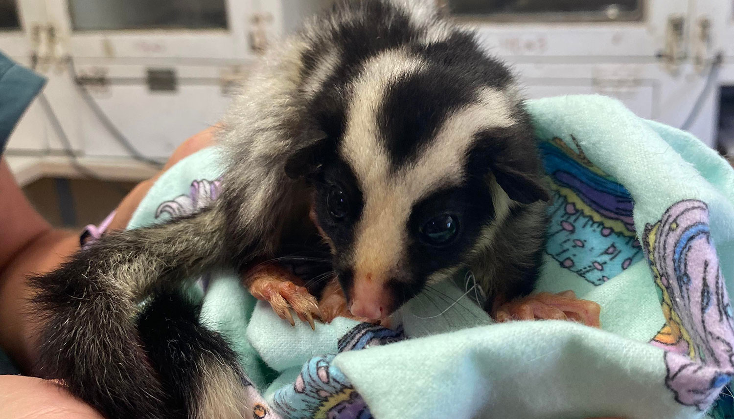 rescued striped possum wildlife habitat