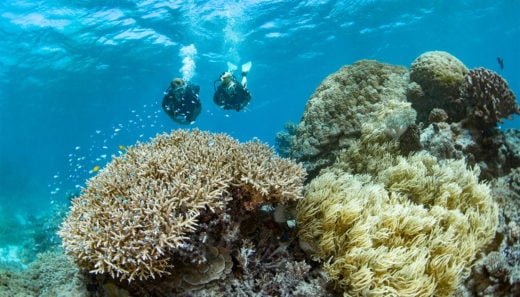 Ways You Can Help Protect The Reef | Cairns & Great Barrier Reef