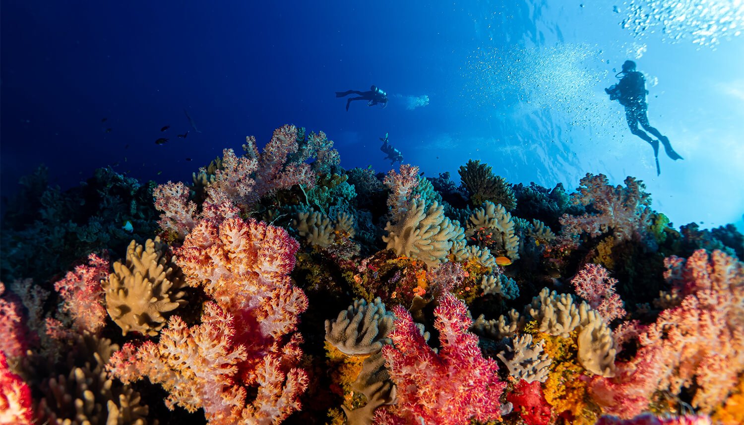 scuba diving ribbon reefs