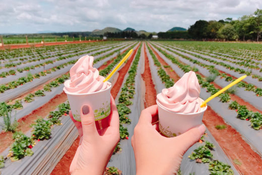 Shaylee Strawberries ice cream