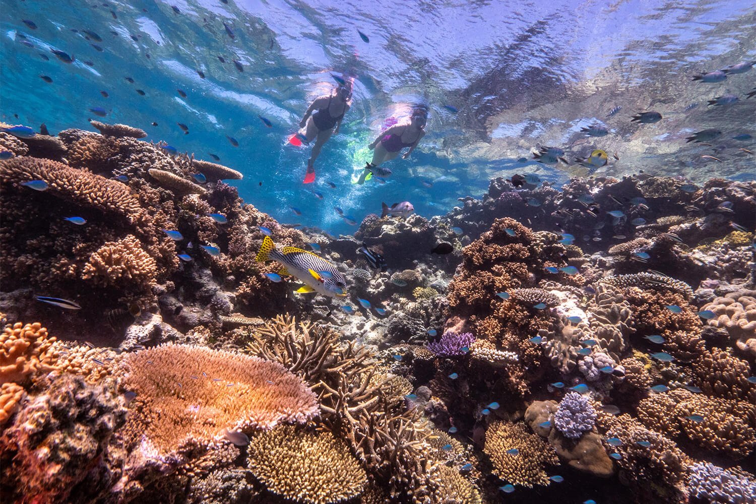 Snorkelling over coral on the Great Barrier Reef