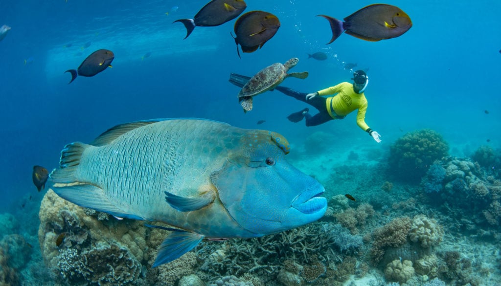 snorkelling with maori wrasse turtle and fish