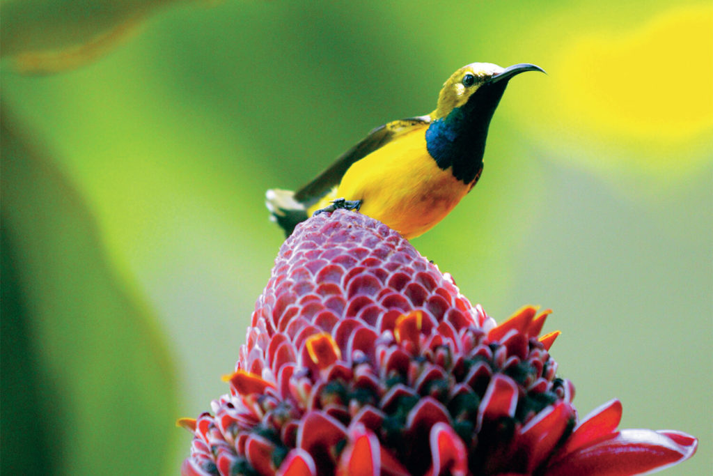 sunbird on ginger flower