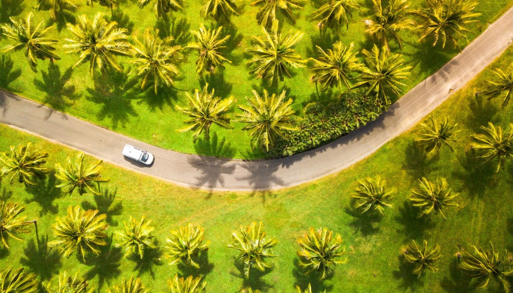 Thala Beach coconut plantation