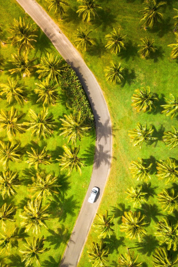 Thala Beach coconut plantation