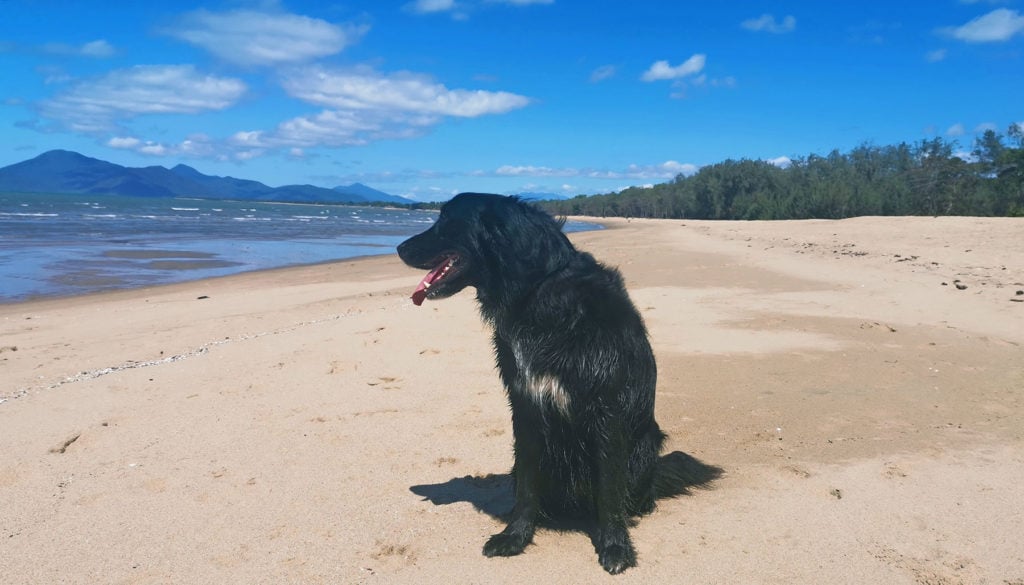travel with dogs in cairns