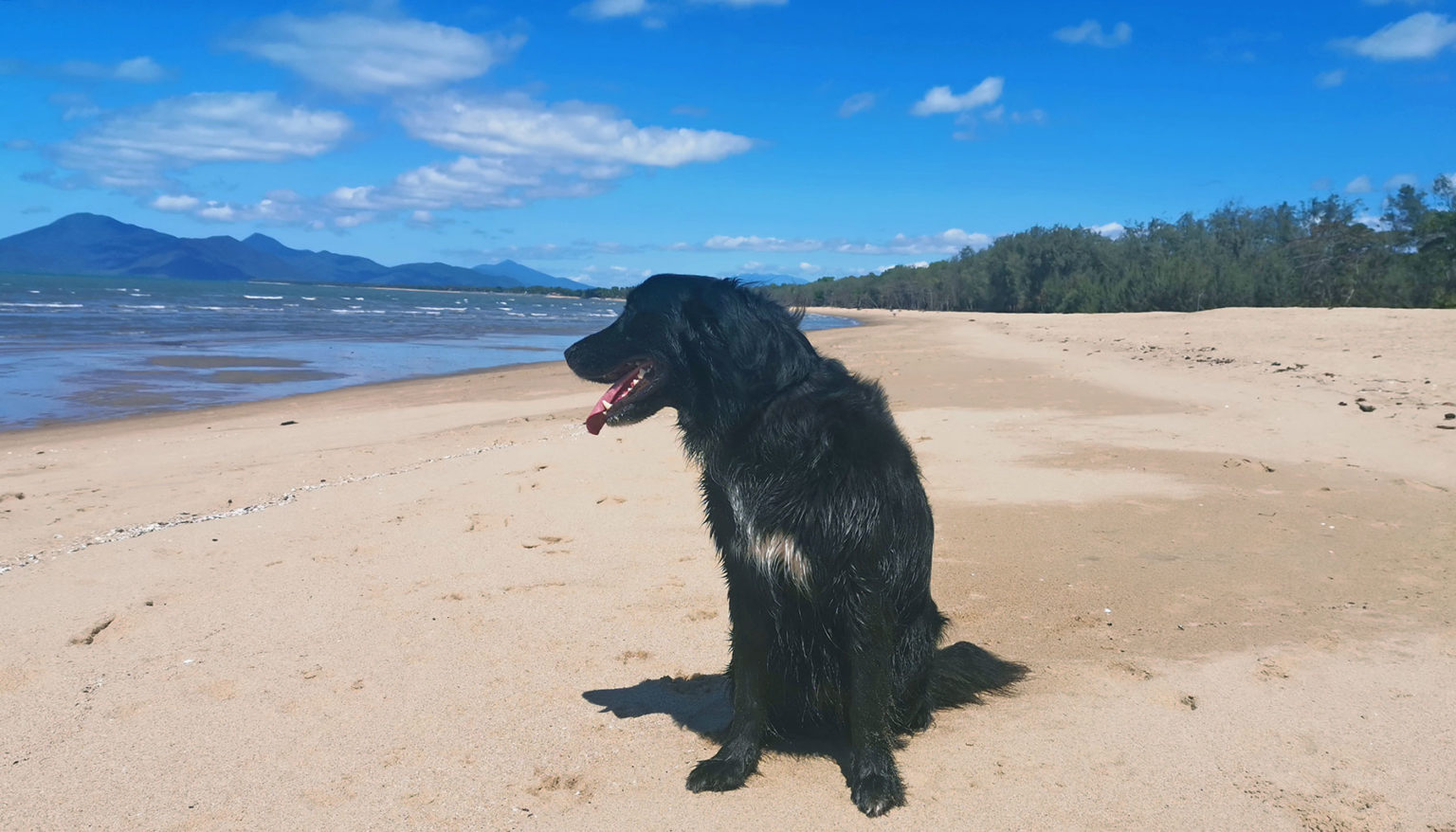 Dog friendly travel in Cairns Cairns & Great Barrier Reef