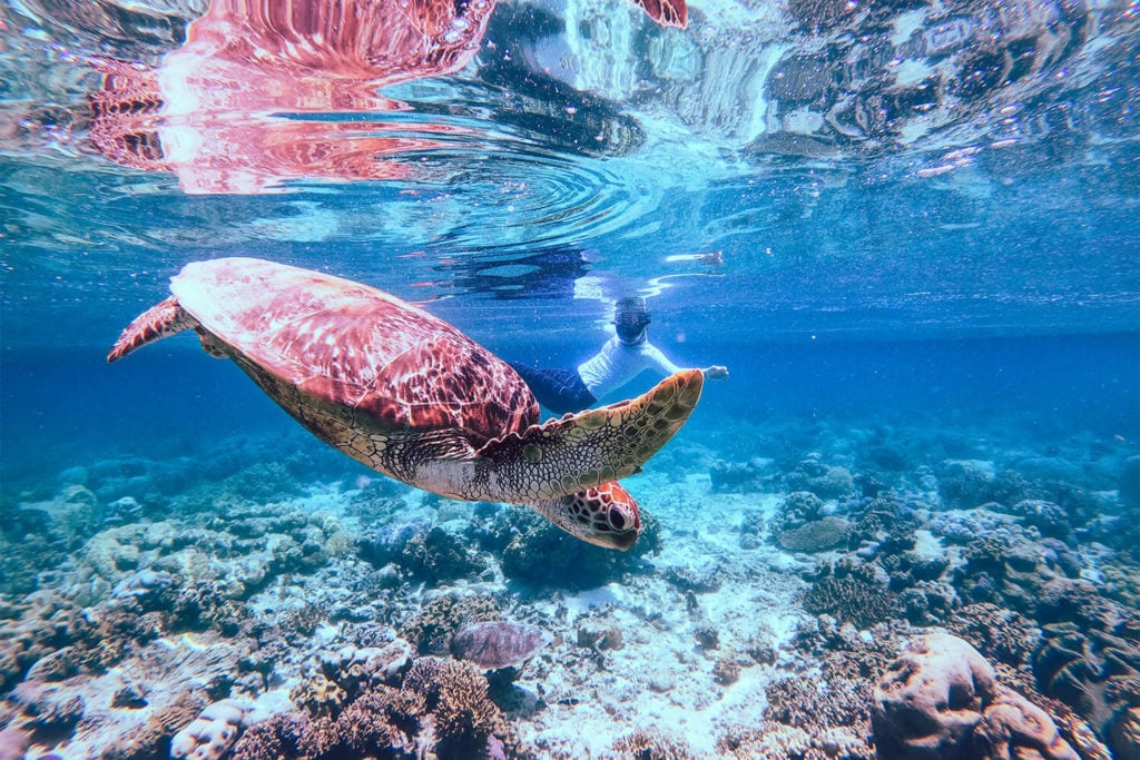 Turtles at Mackay Cay