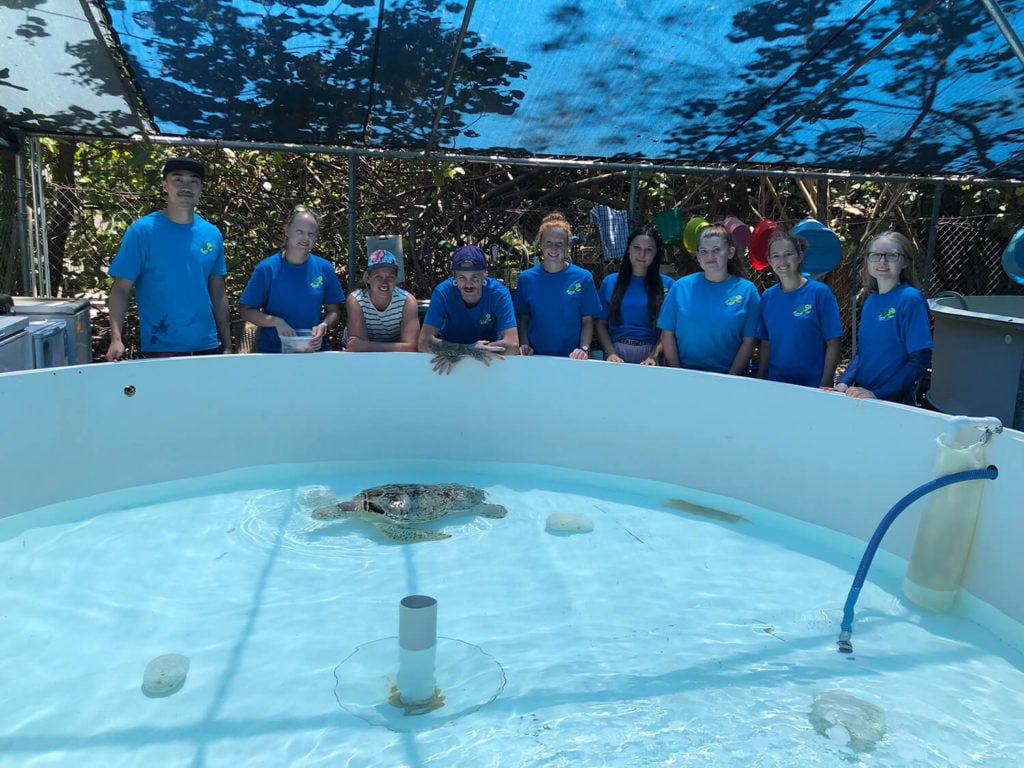 turtle rehab