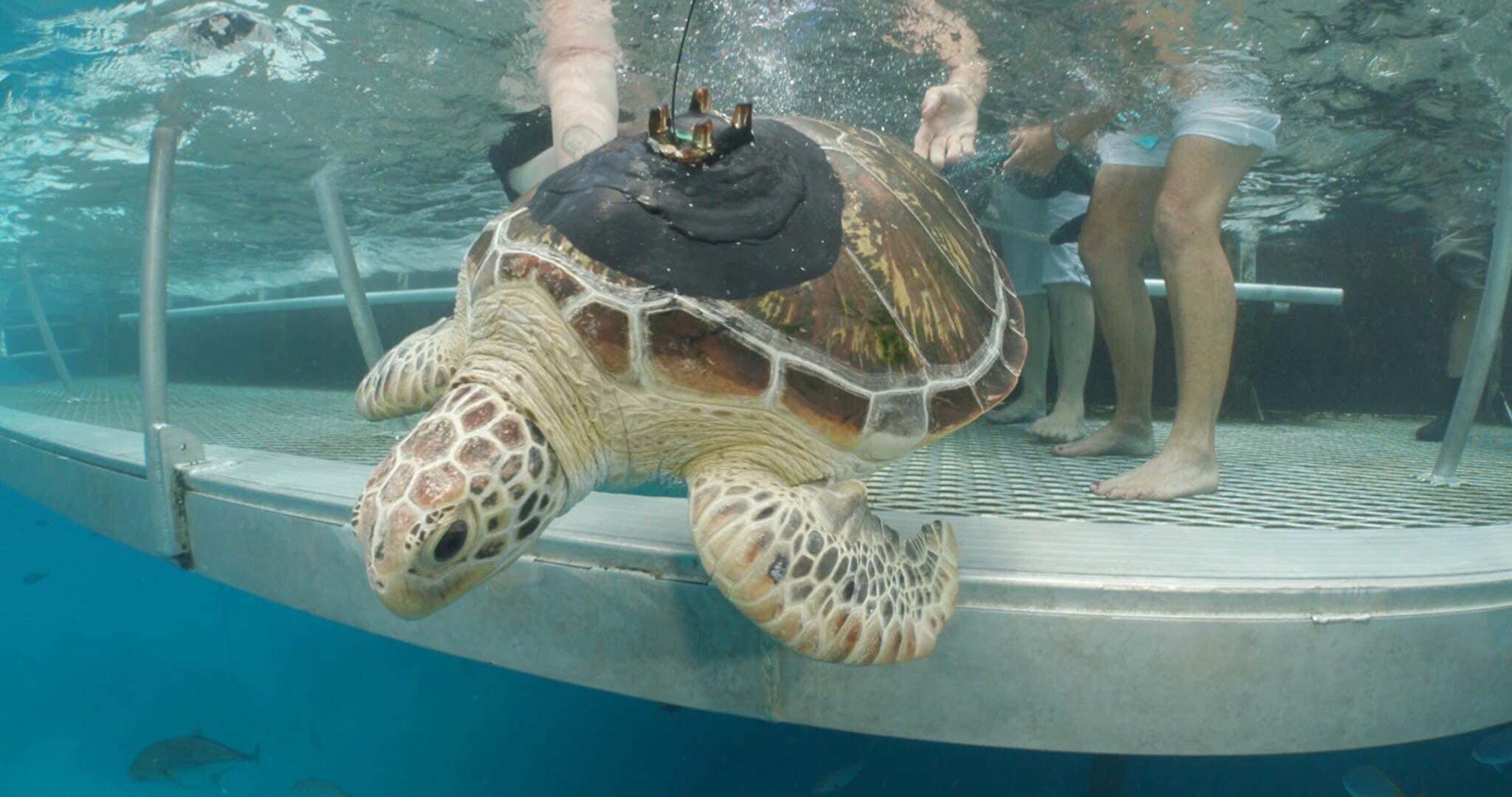 Cairns Turtle Rehabilitation Centre Cairns & Great Barrier Reef