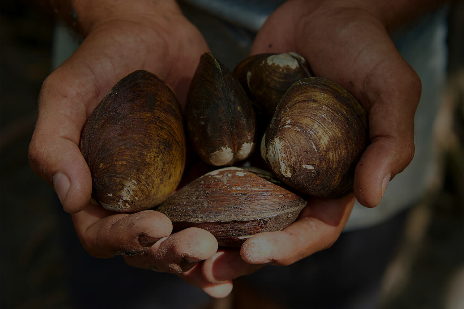 Mud mussels collected on Walkabout Cultural Adventures