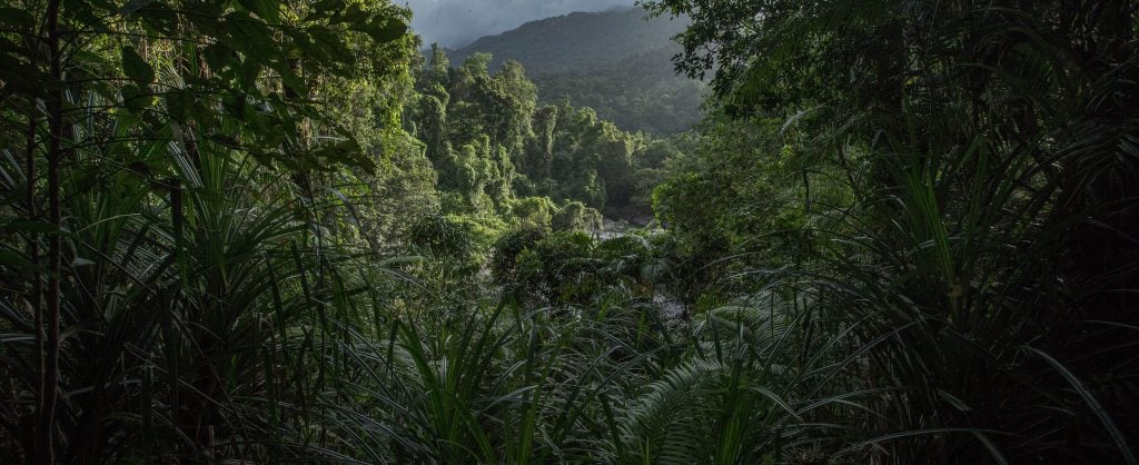 Rainforest at the Babinda Boulders