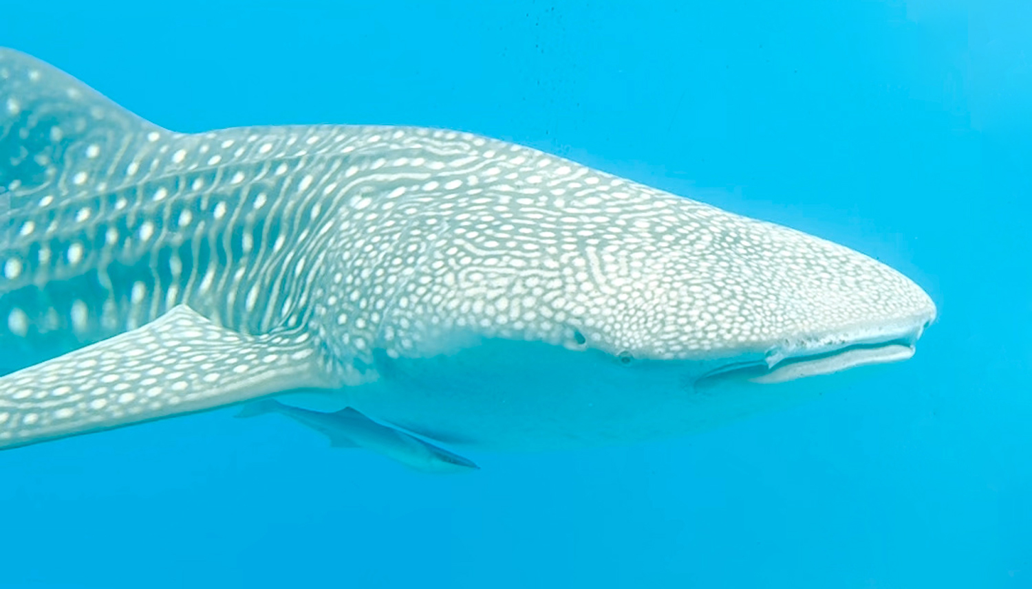 whale shark spotted on great barrier reef